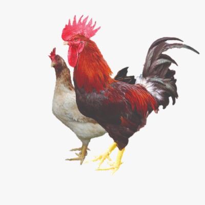 Gà Ri Lạc Thủy Bố Mẹ